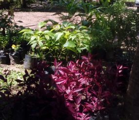 Prefeitura vai distribuir mais de 600 mudas de plantas no Macapá Verão