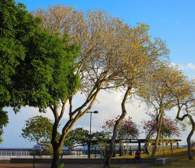 Parque do Forte