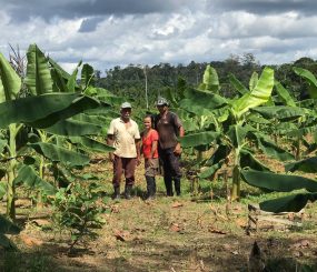 Agricultores apresentarão experiências no cultivo de banana em Dia de Campo no Amapá