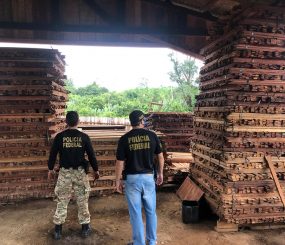 PF prende em flagrante homem que armazenava madeira ilegal  em Pedra Branca do Amapari/AP