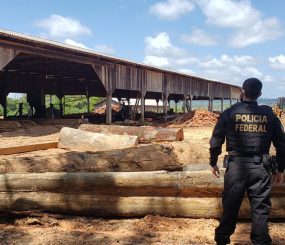 Comércio ilegal de madeira – PF prende três gerentes de serrarias no Amapá
