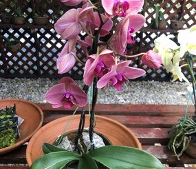 As orquídeas do Bioparque