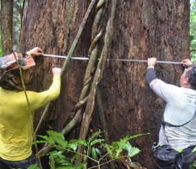 Pesquisadores encontram novo santuário de árvores gigantes no Amapá