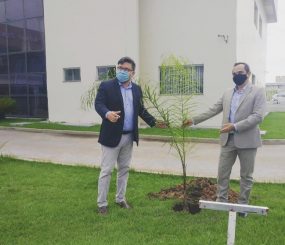 Semana do Meio Ambiente: plantio de árvore marca o início da programação do MP