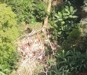 Árvore cai e mata seis pessoas no Amapá