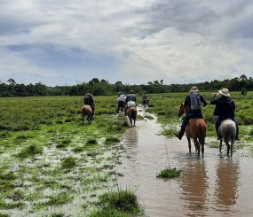 Roubo de gado em Pracuúba – Polícia prende 2 pessoas e recupera 52 animais
