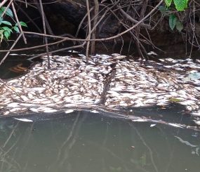 Mortandade de peixes em Pedra Branca