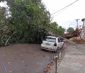 Árvore cai e atinge carro e rede elétrica no bairro do Trem