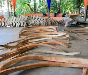 Esqueleto de baleia jubarte será exposto no Museu Sacaca
