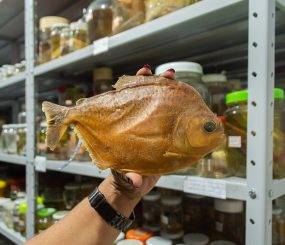 Nova espécie de piranha encontrada no Amapá é batizada de Juma