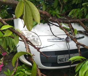 Ventania derruba árvore em cima de um carro